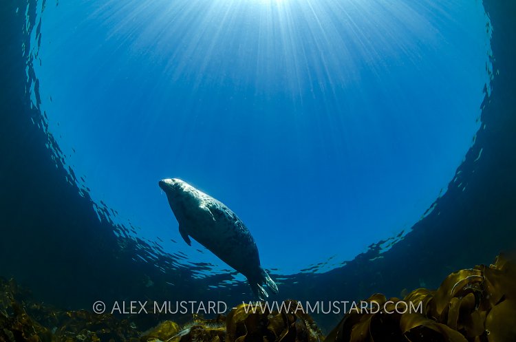 Seal In Sunbeams, UK