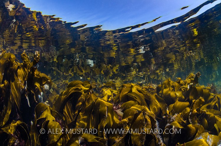 Kelp Reflections, UK
