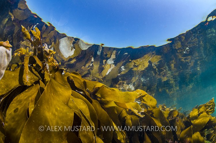 Kelp Reflections, UK