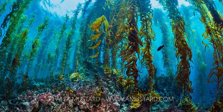 Kelp Forest Panorama, USA