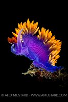 Purple Nudibranch, USA