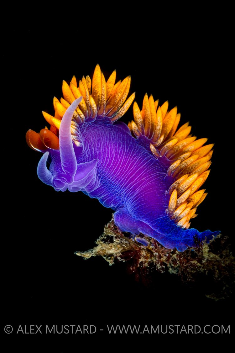 Purple Nudibranch, USA