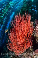 Gorgonian Beneath Kelp Forest, USA