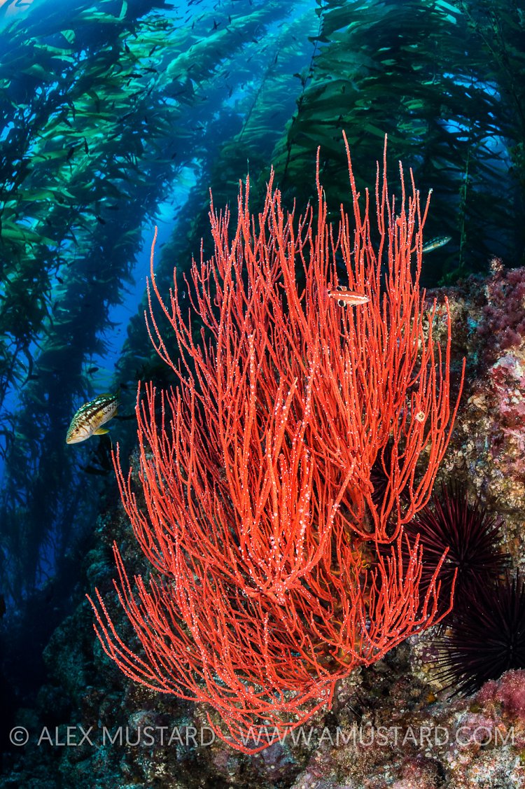 Gorgonian Beneath Kelp Forest, USA