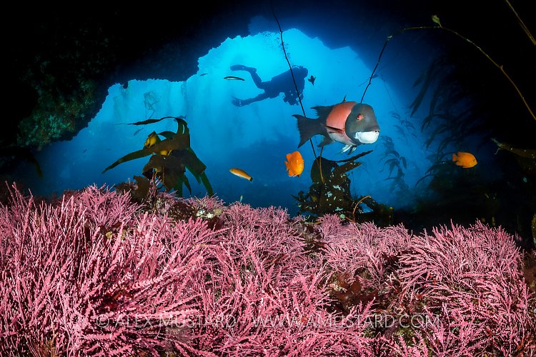 Cavern In Kelp Forest, USA