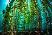 Kelp Forest, USA