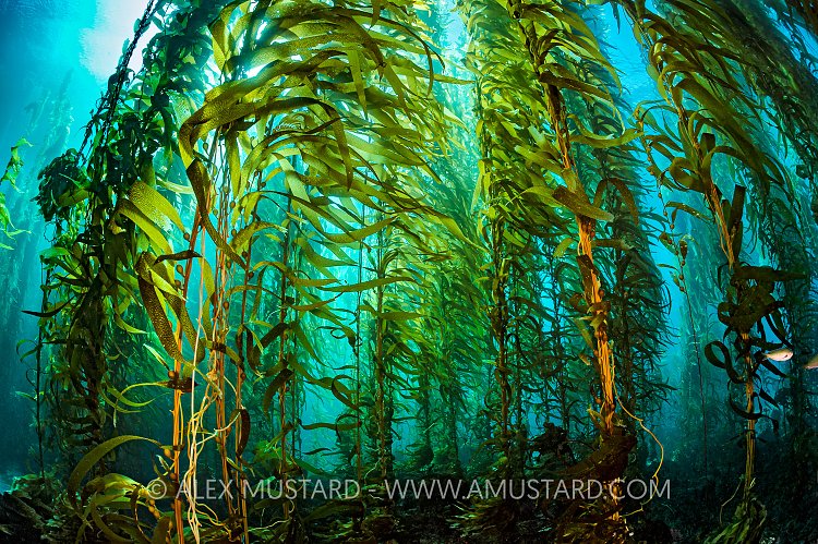 Kelp Forest, USA