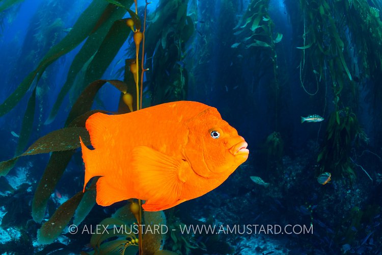Garibaldi In Kelp Forest, USA