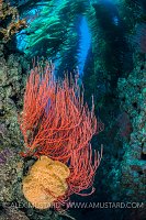 Gorgonian Under Kelp, USA