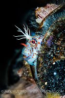Blenny Portrait, USA