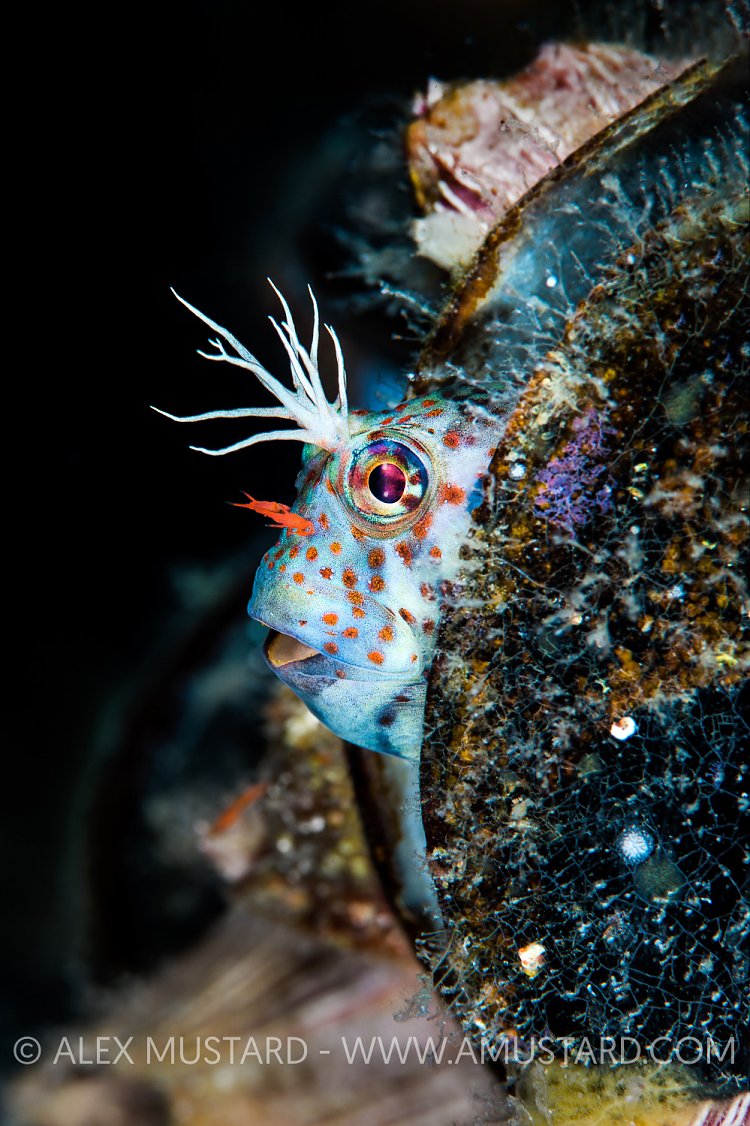 Blenny Portrait, USA