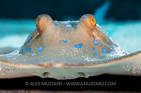 Stingray On Sand, Egypt