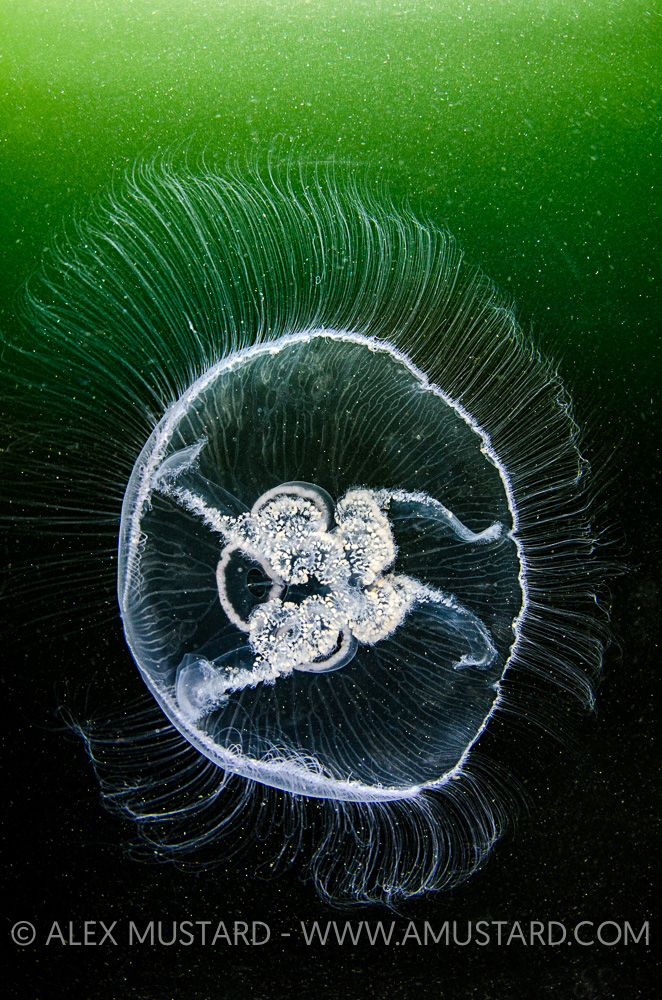 Moon Jelly Feeding, UK