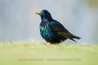 Colourful Starling, UK