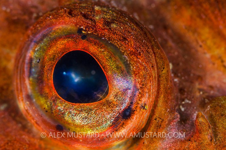 Scorpionfish Eye, UK