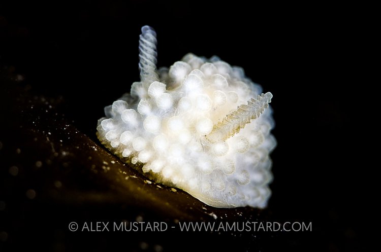 Nudibranch On Kelp, UK