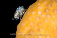 Amphipod On Soft Coral, UK