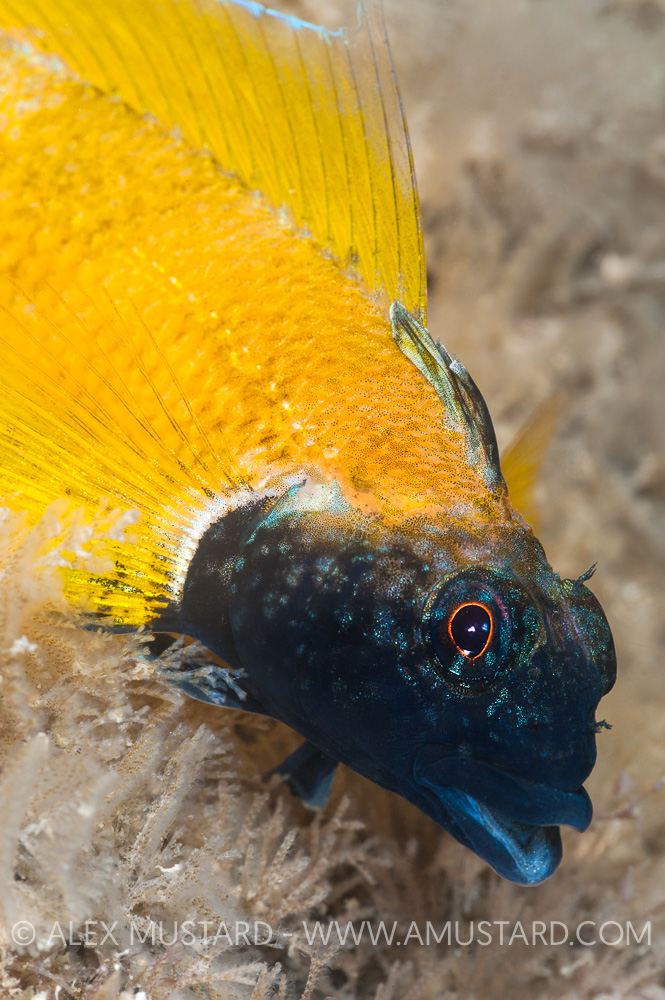 Black Face Blenny, UK