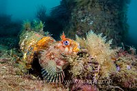 Tompot Blenny On Pier, UK
