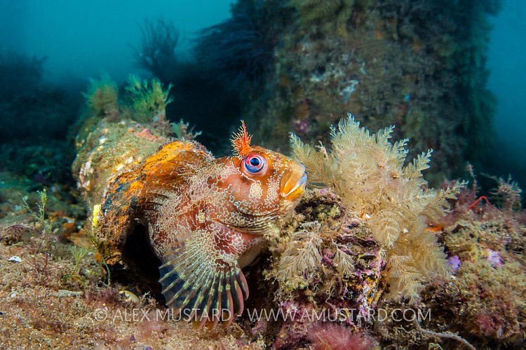 Tompot Blenny On Pier, UK