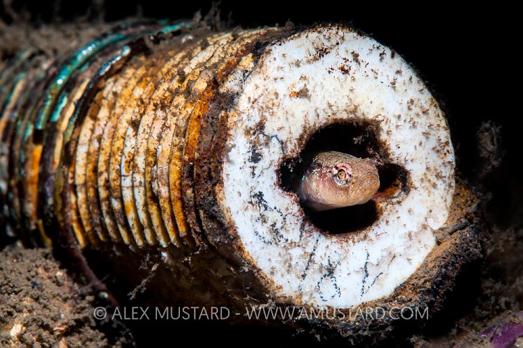 Two-Spot Goby, UK