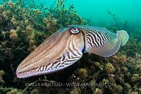 Cuttlefish Over Seaweed, UK