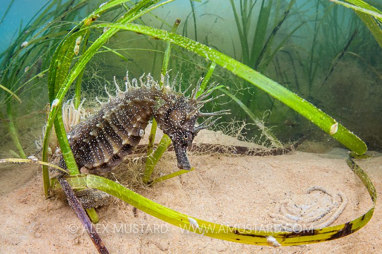 Seahorse In Seagrass, UK