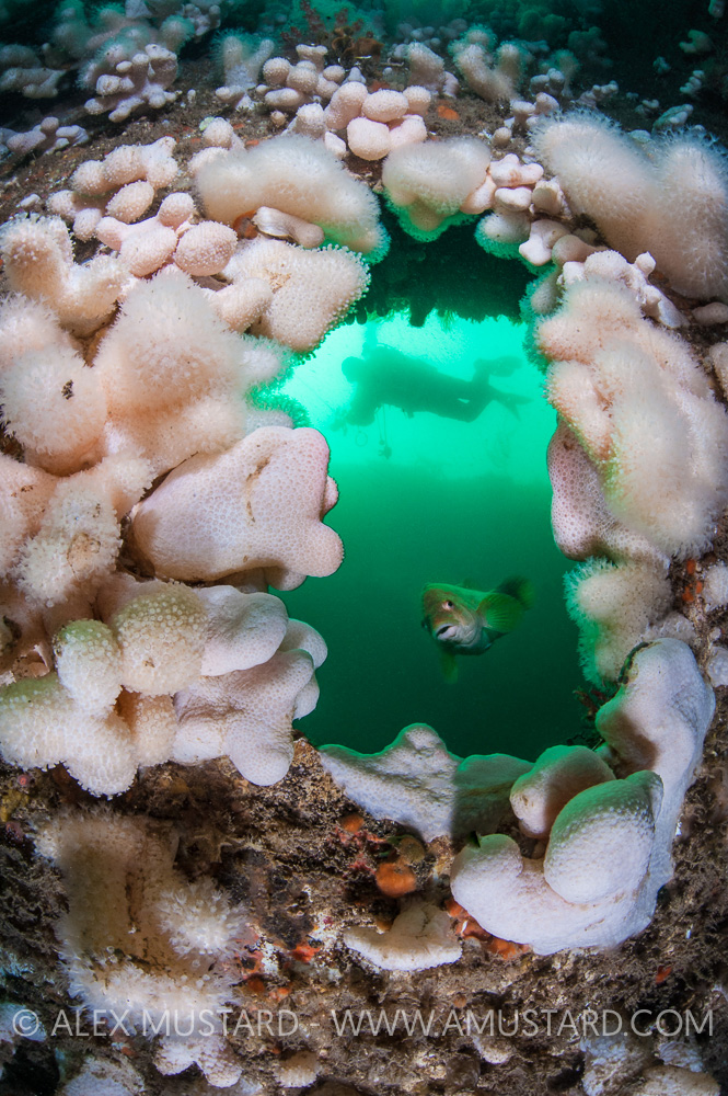 Diver On Wreck, UK