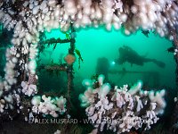 Diver On Wreck, UK