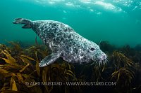 Grey Seal Over Kelp, UK