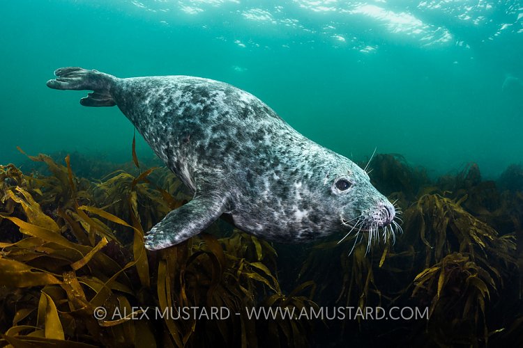 Grey Seal Over Kelp, UK