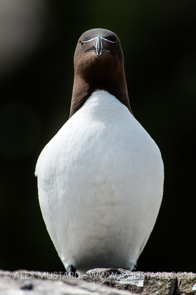 Razorbill, UK