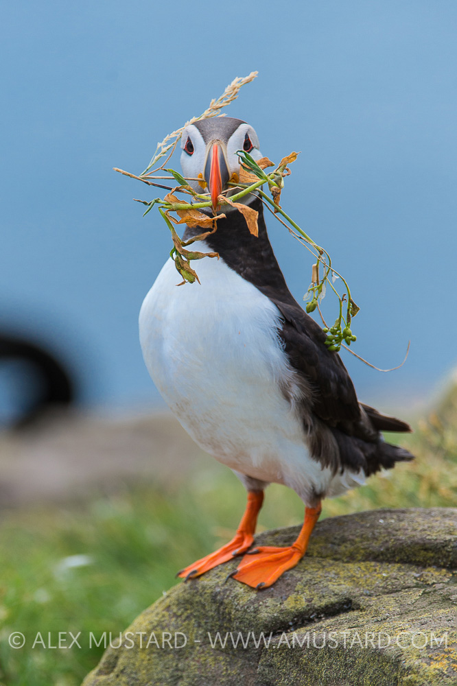 Puffin With Nesting Material, UK