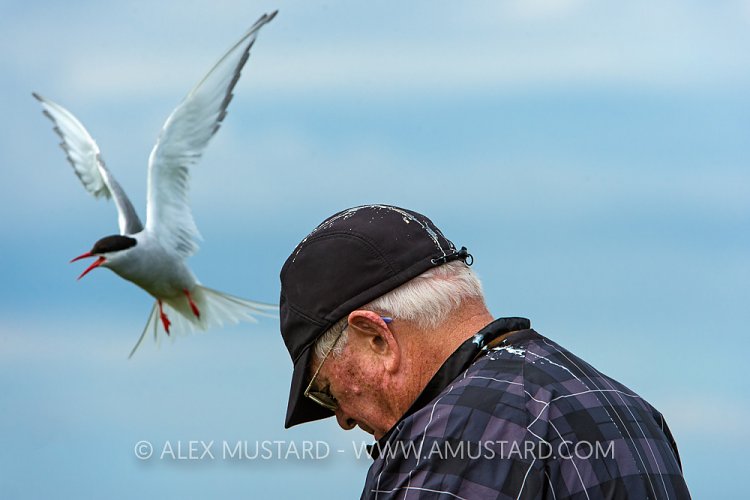 Arctic Tern With Tourist, UK