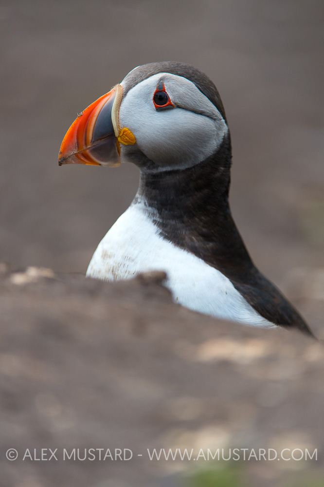 Puffin, UK