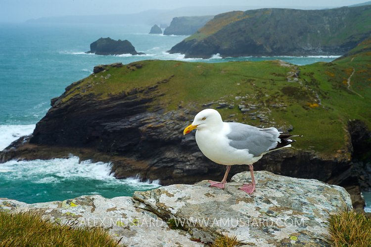 Herring Gull, UK