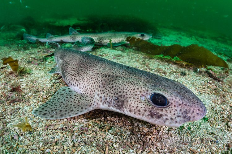 Catsharks, UK
