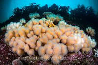 Soft Coral And Kelp, UK