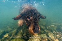 Dog Underwater, UK