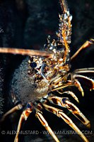 Spiny Lobster, UK