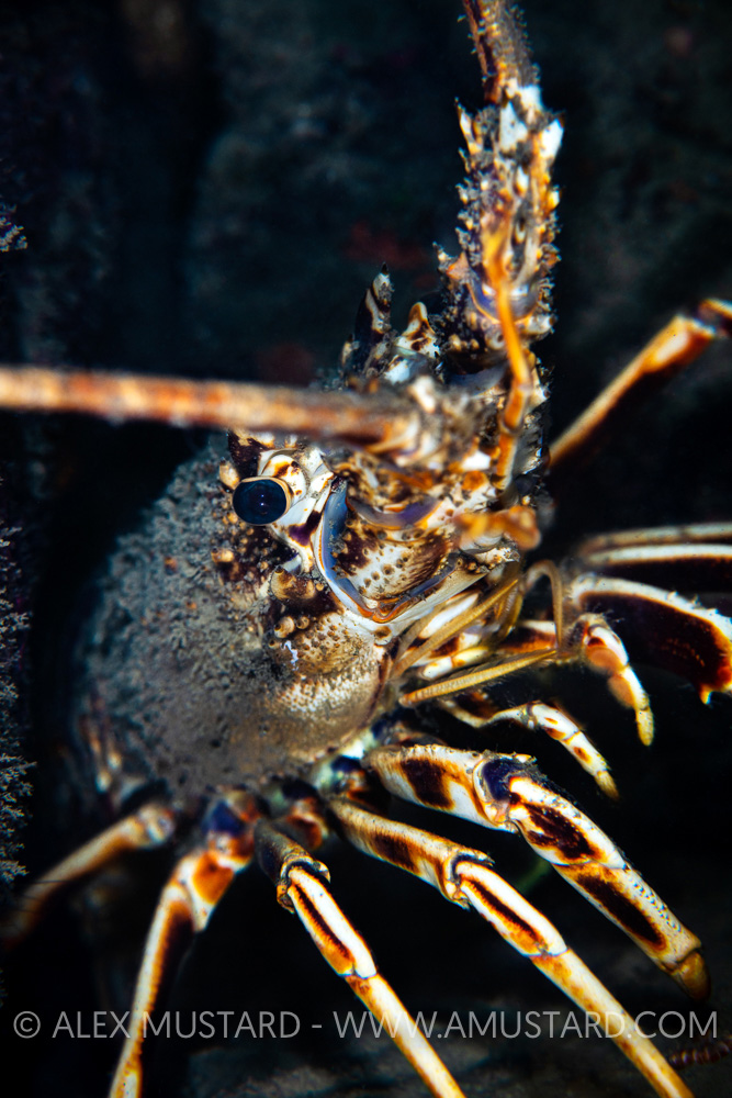 Spiny Lobster, UK
