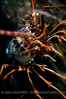 Spiny Lobster, UK