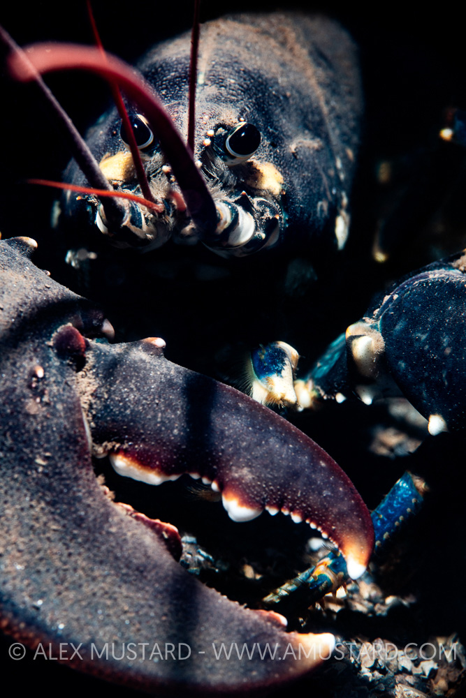Lobster Portrait, UK