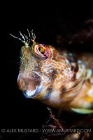 Male Variable Blenny, UK
