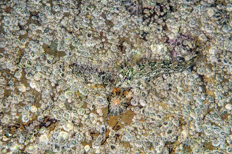 Shanny Camouflage, UK