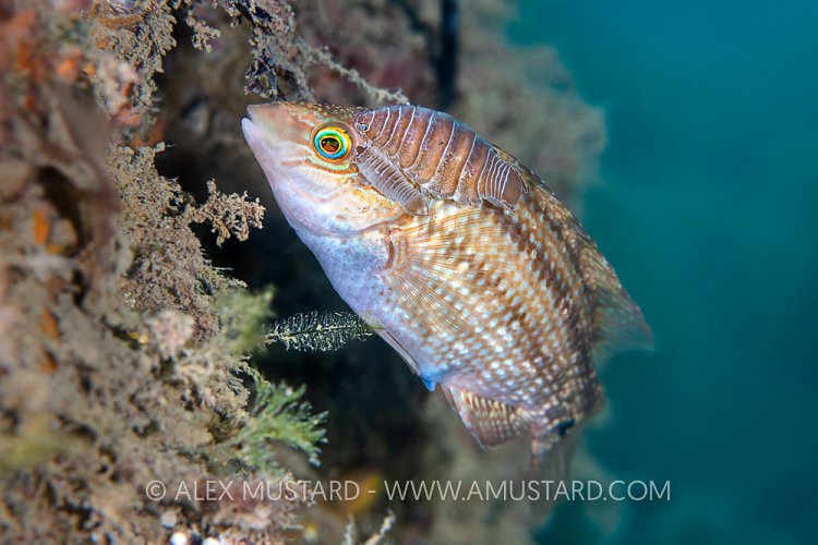 Corkwing Wrasse Parasites, UK