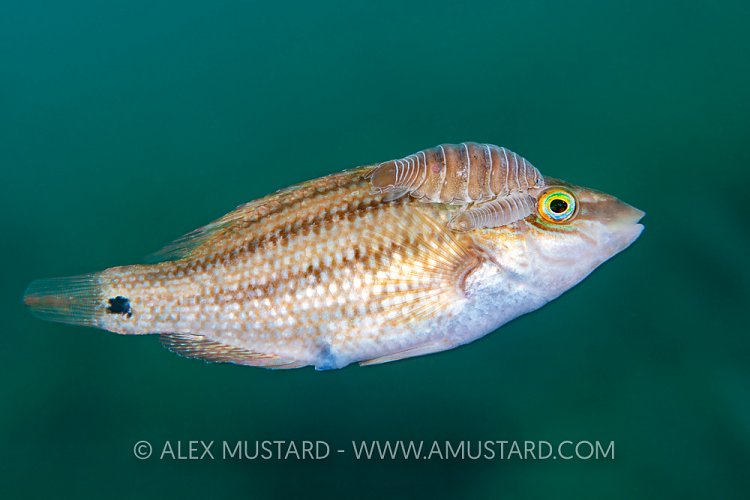 Corkwing Wrasse Parasites, UK