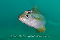 Pollack With Parasite, UK.