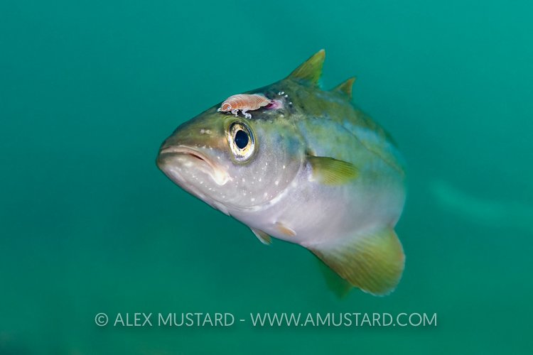 Pollack With Parasite, UK.