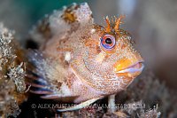 Tompot Blenny, UK